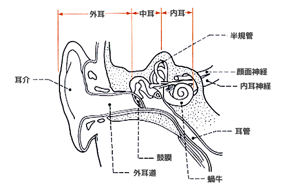 せのお耳鼻科クリニック：耳の仕組み